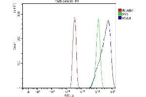 anti-Ral Guanine Nucleotide Dissociation Stimulator-Like 4 (RGL4) (AA 37-381) antibody