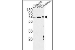 CREBL1 Antibody (C-term) (ABIN651294 and ABIN2840174) western blot analysis in mouse NIH-3T3,CHO cell line and mouse cerebellum tissue lysates (35 μg/lane).