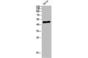 Western blot analysis of hela Cell Lysate, antibody was diluted at 1:1000. (IRF3 抗体  (AA 1268-1341))