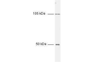 All incubations except color development were performed using TBS supplemented with 0. (Nuclear Factor kappa B p50 (NFkB p50) (N-Term) 抗体)