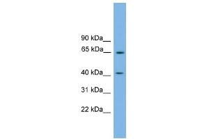 WB Suggested Anti-PLEKHO1 Antibody Titration:  0.