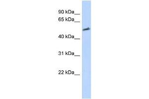 Transfected 293T; WB Suggested Anti-IKZF2 Antibody Titration: 0. (IKZF2 抗体)