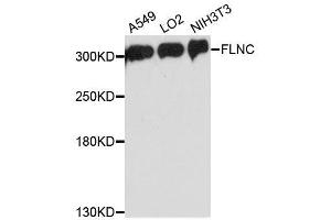 Western blot analysis of extracts of various cell lines, using FLNC antibody. (FLNC 抗体  (AA 2160-2340))
