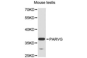 Western blot analysis of extracts of mouse testis, using PARVG antibody (ABIN6291182) at 1:3000 dilution. (PARVG 抗体)