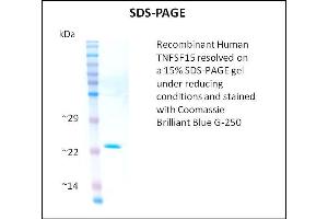 SDS-PAGE (SDS) image for Tumor Necrosis Factor (Ligand) Superfamily, Member 15 (TNFSF15) (Active) protein (ABIN5510055)