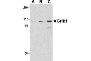 Western blot analysis of Grik1 in P815 cell lysate with AP30380PU-N Grik1 antibody at (A) 0. (GRIK1 抗体  (C-Term))
