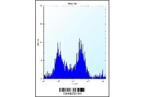 Flow cytometric analysis of Neuro-2a cells (right histogram) compared to a negative control cell (left histogram). (MAP4K3 抗体  (AA 501-529))