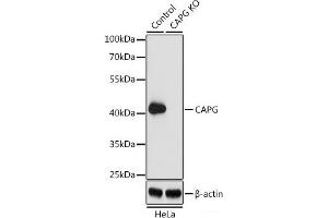 Western blot analysis of extracts from normal (control) and CAPG knockout (KO) HeLa cells using CAPG Polyclonal Antibody at dilution of 1:1000. (CAPG 抗体)