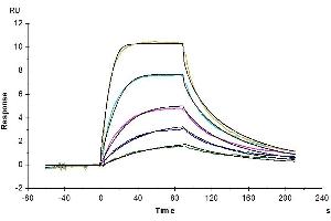 Surface Plasmon Resonance (SPR) image for Interleukin 11 Receptor, alpha (IL11RA) (AA 24-370) protein (His tag) (ABIN7275012)