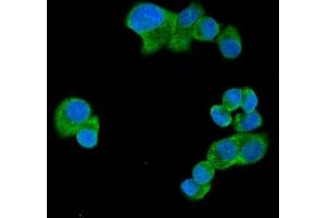 IF analysis of UBAP2L using anti-UBAP2L antibody (ABIN7601038). (UBAP2L 抗体  (AA 271-439))
