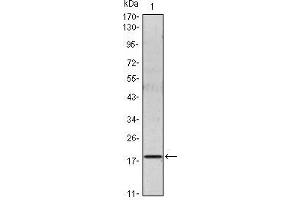 Western Blot showing IL6 antibody used against IL6 recombinant protein. (IL-6 抗体)