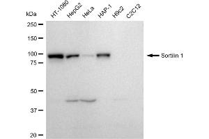 Western blotting analysis using Sortilin 1 antibody (ABIN7800405). (Recombinant Sortilin 1 抗体)