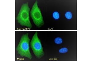 (ABIN185257) Immunofluorescence analysis of paraformaldehyde fixed HEK293 cells, permeabilized with 0. (RANBP1 抗体  (C-Term))
