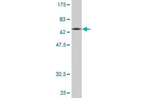 Western Blot detection against Immunogen (72. (SYT1 抗体  (AA 1-422))