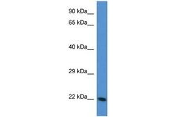 Transgelin 3 anticorps  (AA 55-104)