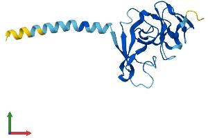 AlphaFold protein structure predicition of Mouse Recombinant Immp2l Protein, UniprotID Q8BPT6