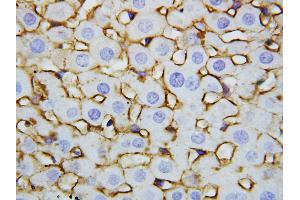 Anti-Annexin V antibody, IHC(P) IHC(P): Rat Liver Tissue (Annexin V 抗体  (Middle Region))