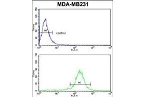 PEA-15 Antibody (C-term) (ABIN652463 and ABIN2842315) flow cytometric analysis of MDA-M cells (bottom histogram) compared to a negative control cell (top histogram). (PEA15 抗体  (C-Term))