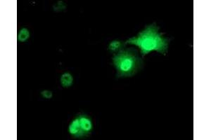 Immunofluorescence (IF) image for anti-Adaptor-Related Protein Complex 2, mu 1 Subunit (AP2M1) (AA 97-383) antibody (ABIN1491719) (AP2M1 抗体  (AA 97-383))