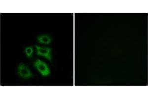 Immunofluorescence (IF) image for anti-CAP-GLY Domain Containing Linker Protein 3 (CLIP3) (AA 361-410) antibody (ABIN2890180) (CLIP3 抗体  (AA 361-410))
