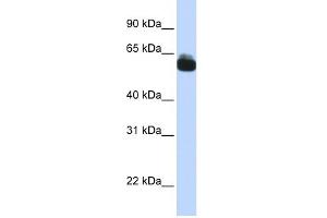 FZD9 antibody used at 1 ug/ml to detect target protein. (FZD9 抗体)