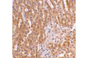 Immunohistochemical staining of mouse kidney tissue with TICAM2 polyclonal antibody  at 2 ug/mL dilution. (TICAM2 抗体  (C-Term))