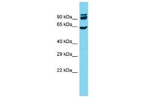 Host: Rabbit  Target Name: Cdc23  Sample Tissue: Rat Testis lysates  Antibody Dilution: 1. (CDC23 抗体  (N-Term))