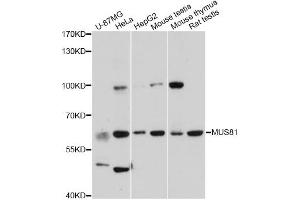 Western blot analysis of extracts of various cell lines, using MUS81 antibody (ABIN5995485) at 1:3000 dilution.