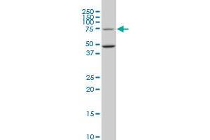 HSGT1 monoclonal antibody (M02), clone 1E5. (ECD/SGT1 抗体  (AA 1-644))