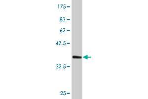 Western Blot detection against Immunogen (35. (CDC45 抗体  (AA 477-566))