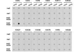 Dot-blot analysis of all sorts of methylation peptides using Symmetric DiMethyl-Histone H3-R2 antibody. (Histone 3 抗体  (H3R2me2))