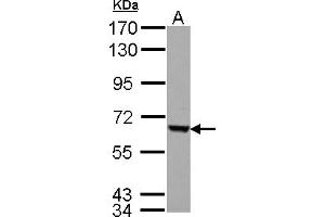 Western Blotting (WB) image for anti-Fem-1 Homolog C (FEM1C) (AA 1-228) antibody (ABIN1498244) (FEM1C 抗体  (AA 1-228))