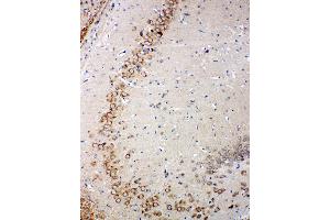 Anti-Glutaredoxin 2 antibody, IHC(P) IHC(P): Rat Brain Tissue (Glutaredoxin 2 抗体  (Middle Region))