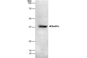 RAD51C detected in HEK293 lysate using RAD51C monoclonal antibody, clone 2H11/6 .
