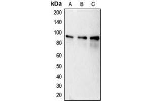 Western blot analysis of Calnexin (pS583) expression in MCF7 (A), HeLa (B), MDAMB231 (C) whole cell lysates.