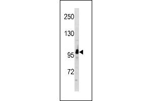 RUNDC2A Antibody (C-term) (ABIN1881769 and ABIN2843254) western blot analysis in A549 cell line lysates (35 μg/lane). (SNX29 抗体  (C-Term))