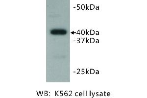 Image no. 2 for anti-BMI1 Polycomb Ring Finger Oncogene (BMI1) antibody (ABIN1112825) (BMI1 抗体)
