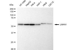 Western blotting analysis using LMAN1 antibody (ABIN7799245). (Recombinant LMAN1 抗体)