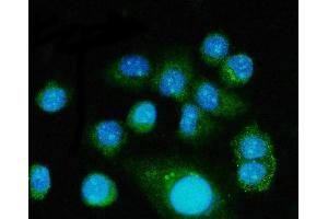 IF analysis of FGF2 using anti-FGF2 antibody (ABIN7603215). (FGF2 抗体  (N-Term))