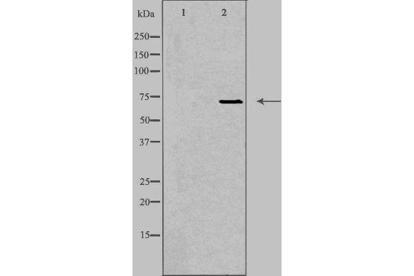 EMR3 Antikörper  (C-Term)