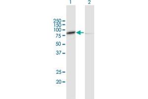 Western Blot analysis of CAPN1 expression in transfected 293T cell line by CAPN1 MaxPab polyclonal antibody. (CAPNL1 抗体  (AA 1-714))