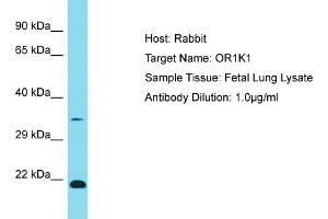 Western Blotting (WB) image for anti-Olfactory Receptor, Family 1, Subfamily K, Member 1 (OR1K1) (C-Term) antibody (ABIN2791713)