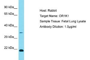 Host: Rabbit Target Name: OR1K1 Sample Type: Fetal Lung lysates Antibody Dilution: 1. (OR1K1 抗体  (C-Term))