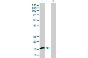 Western Blotting (WB) image for anti-Inhibitor of DNA Binding 1, Dominant Negative Helix-Loop-Helix Protein (ID1) (AA 1-155) antibody (ABIN516782)