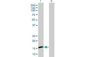 Western Blot analysis of ID1 expression in transfected 293T cell line by ID1 MaxPab polyclonal antibody. (ID1 抗体  (AA 1-155))
