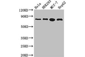 Western Blot Positive WB detected in: Hela whole cell lysate, HEK293 whole cell lysate, MCF-7 whole cell lysate, HepG2 whole cell lysate All lanes: RTF1 antibody at 3. (RTF1 抗体  (AA 620-670))