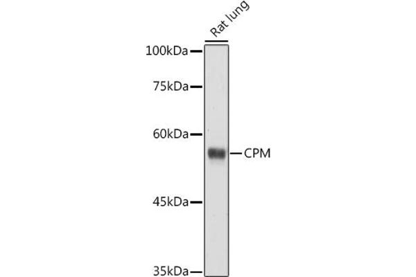 CPM Antikörper  (AA 204-443)
