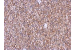 Image no. 1 for anti-Peroxisomal Biogenesis Factor 5 (PEX5) (AA 318-555) antibody (ABIN1500155) (PEX5 抗体  (AA 318-555))
