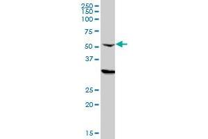 Western Blotting (WB) image for anti-Cleavage and Polyadenylation Specific Factor 6, 68kDa (CPSF6) (AA 37-136) antibody (ABIN524445)