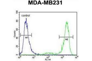 Flow cytometric analysis of MDA-MB231 cells using KCNT2 / SLICK Antibody (C-term) Cat. (KCNT2 抗体  (C-Term))